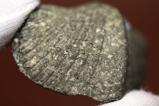 完全黄鉄鉱化のためズッシリです。デボン紀米国オハイオ州産腕足類化石(Paraspirifer bownockeri)（その7）