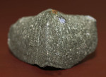 完全黄鉄鉱化のためズッシリです。デボン紀米国オハイオ州産腕足類化石(Paraspirifer bownockeri)