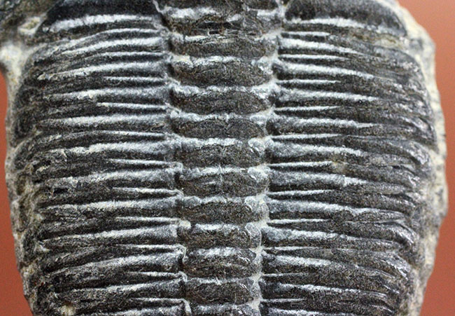 デッカイ!カンブリア紀の三葉虫、エルラシア・キンギ(Elrathia Kingi)(その3)