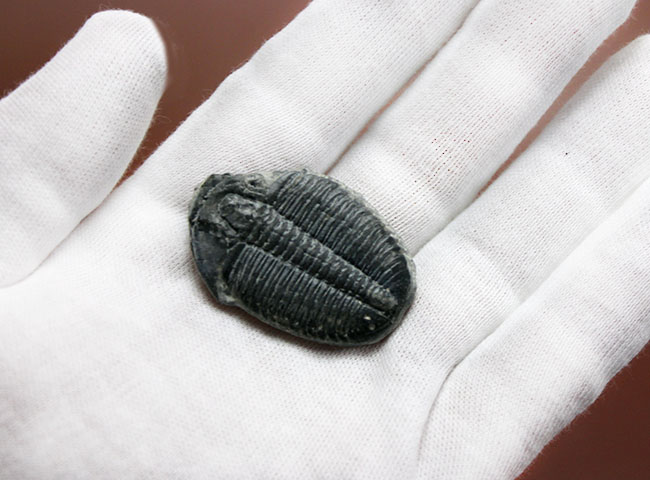 デッカイ!カンブリア紀の三葉虫、エルラシア・キンギ(Elrathia Kingi)(その5)