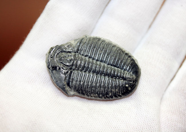 デッカイ!カンブリア紀の三葉虫、エルラシア・キンギ(Elrathia Kingi)(その6)
