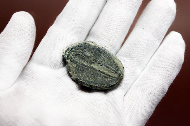 デッカイ!カンブリア紀の三葉虫、エルラシア・キンギ(Elrathia Kingi)(その7)