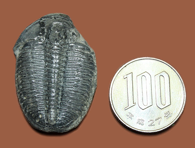 デッカイ！カンブリア紀の三葉虫、エルラシア・キンギ(Elrathia