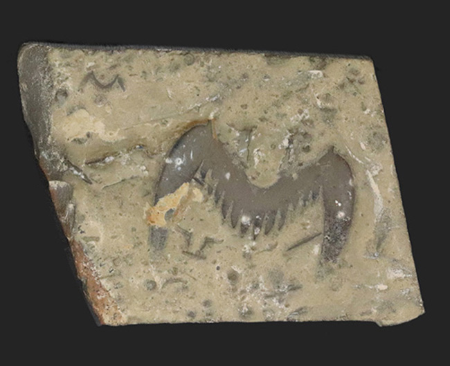 「ザ・バッドマン！」の愛称で知られるレアアイテム、約５億年前の三葉虫、ブラックウェルデリア（Blackwelderia sinensis）の尾部の化石（その1）