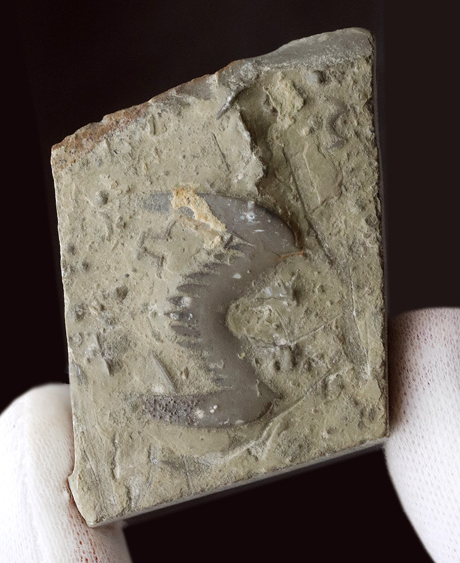 「ザ・バッドマン！」の愛称で知られるレアアイテム、約５億年前の三葉虫、ブラックウェルデリア（Blackwelderia sinensis）の尾部の化石（その2）