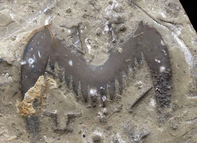「ザ・バッドマン！」の愛称で知られるレアアイテム、約５億年前の三葉虫、ブラックウェルデリア（Blackwelderia sinensis）の尾部の化石（その3）
