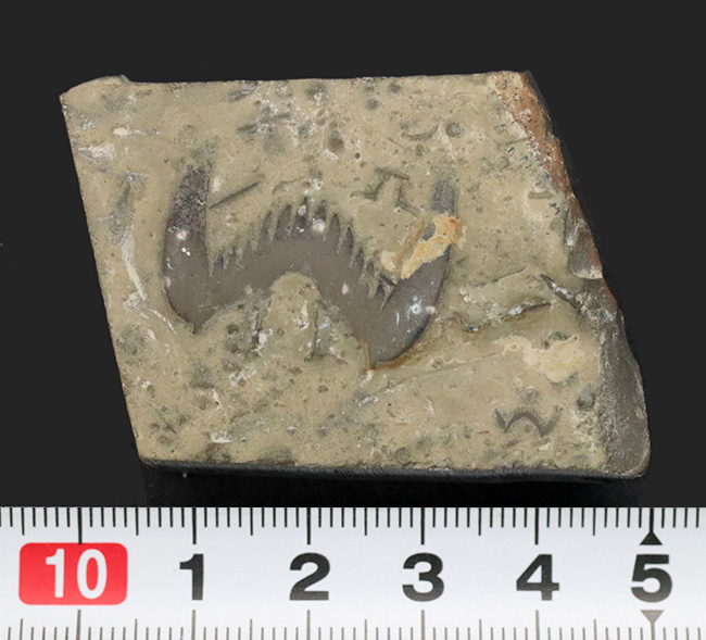 「ザ・バッドマン！」の愛称で知られるレアアイテム、約５億年前の三葉虫、ブラックウェルデリア（Blackwelderia sinensis）の尾部の化石（その7）