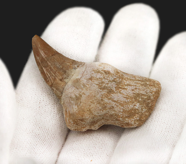 珍しい歯根が保存されたモササウルス（Mosasaurus）の歯化石 海