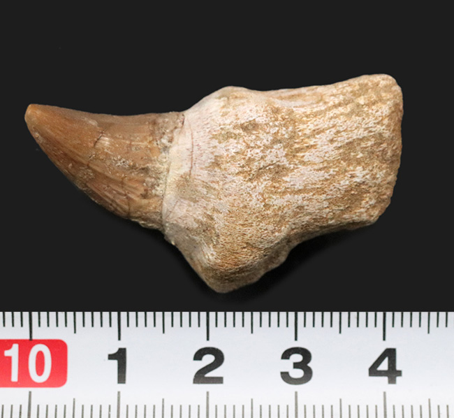 珍しい歯根が保存されたモササウルス（Mosasaurus）の歯化石 海