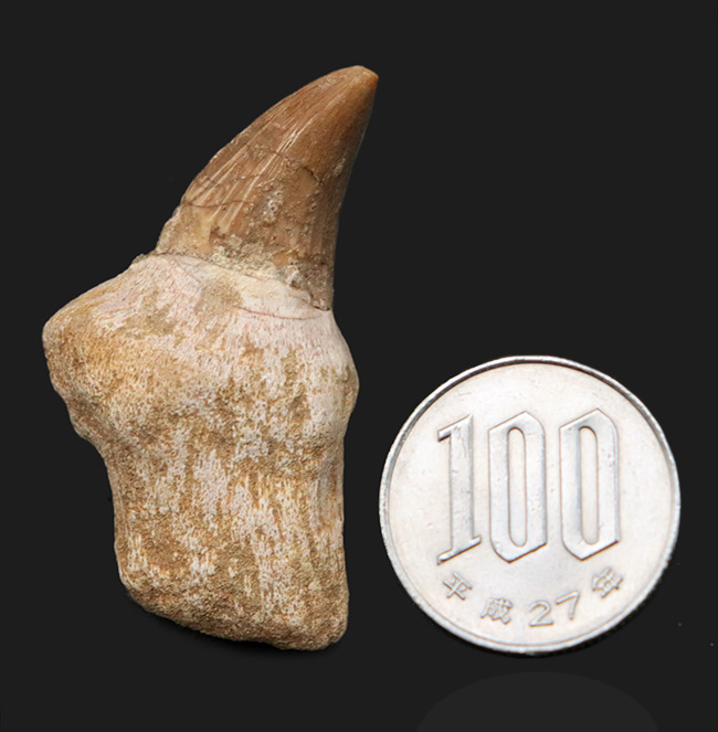 モササウルス　歯　化石 珍しい歯根が保存されたモササウルス（Mosasaurus）の歯化石 海