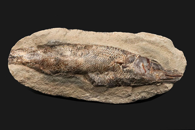 驚くべき鱗の保存状態！およそ１億年前に汽水域に生息していた古代魚、ラコレピス（Rhacolepis）の上質化石（その1）