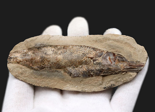 驚くべき鱗の保存状態！およそ１億年前に汽水域に生息していた古代魚、ラコレピス（Rhacolepis）の上質化石（その2）