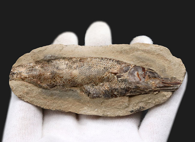 驚くべき鱗の保存状態!およそ1億年前に汽水域に生息していた古代魚、ラコレピス(Rhacolepis)の上質化石(その2)