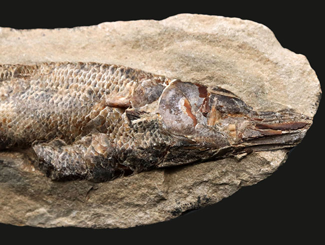 驚くべき鱗の保存状態！およそ１億年前に汽水域に生息していた古代魚、ラコレピス（Rhacolepis）の上質化石（その3）