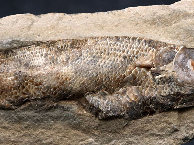 驚くべき鱗の保存状態！およそ１億年前に汽水域に生息していた古代魚、ラコレピス（Rhacolepis）の上質化石（その4）