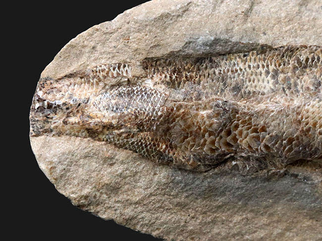 驚くべき鱗の保存状態！およそ１億年前に汽水域に生息していた古代魚、ラコレピス（Rhacolepis）の上質化石（その5）