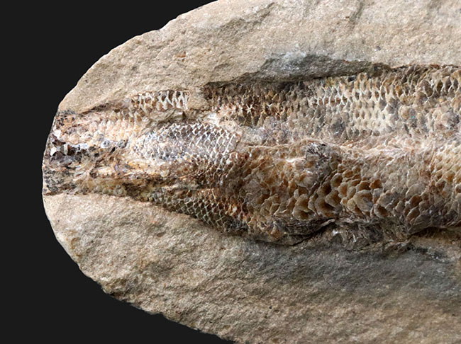 驚くべき鱗の保存状態!およそ1億年前に汽水域に生息していた古代魚、ラコレピス(Rhacolepis)の上質化石(その5)