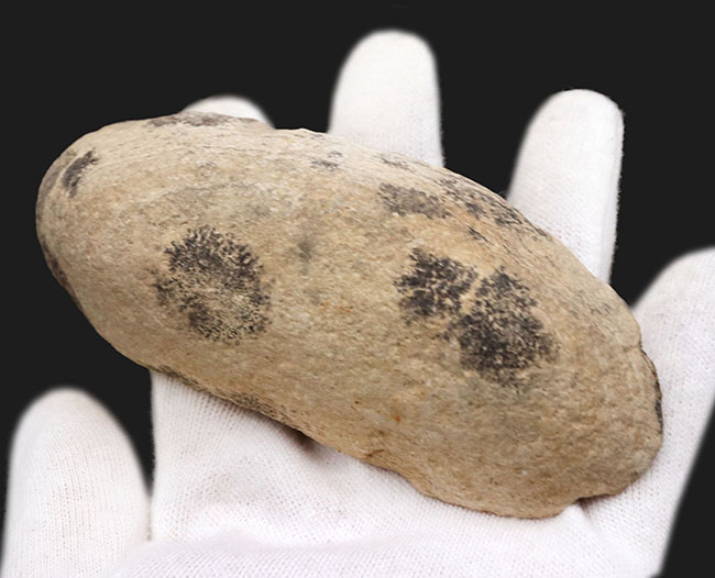 驚くべき鱗の保存状態!およそ1億年前に汽水域に生息していた古代魚、ラコレピス(Rhacolepis)の上質化石(その6)
