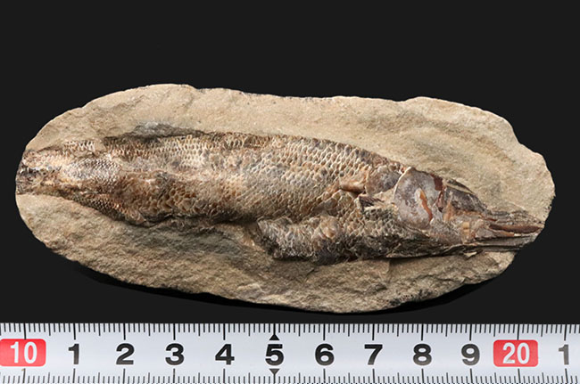 驚くべき鱗の保存状態！およそ１億年前に汽水域に生息していた古代魚、ラコレピス（Rhacolepis）の上質化石（その8）