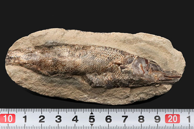 驚くべき鱗の保存状態!およそ1億年前に汽水域に生息していた古代魚、ラコレピス(Rhacolepis)の上質化石(その8)