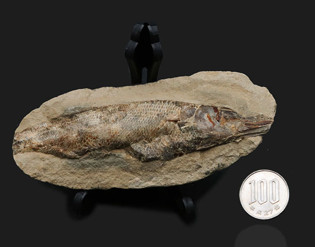 驚くべき鱗の保存状態!およそ1億年前に汽水域に生息していた古代魚、ラコレピス(Rhacolepis)の上質化石(その9)