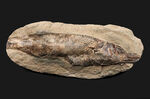 驚くべき鱗の保存状態！およそ１億年前に汽水域に生息していた古代魚、ラコレピス（Rhacolepis）の上質化石