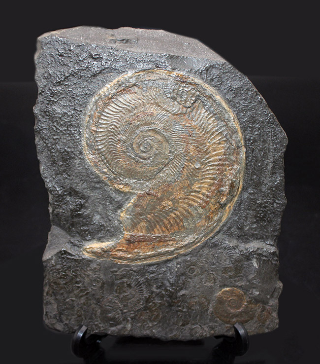 化石のブランド産地として名高いドイツホルツマーデン産の希少なハルポセラス（Harpoceras sp.）の完全体の化石。裏面にフックあり、壁掛け展示可。（その1）