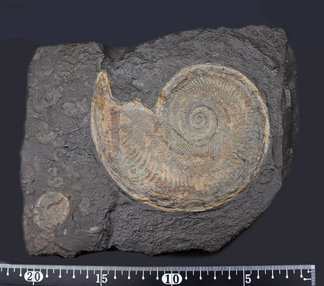 化石のブランド産地として名高いドイツホルツマーデン産の希少なハルポセラス(Harpoceras sp.)の完全体の化石。裏面にフックあり、壁掛け展示可。(その10)