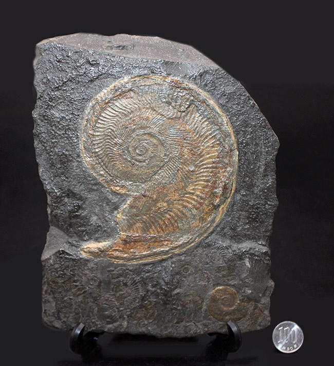 化石のブランド産地として名高いドイツホルツマーデン産の希少なハルポセラス（Harpoceras sp.）の完全体の化石。裏面にフックあり、壁掛け展示可。（その11）
