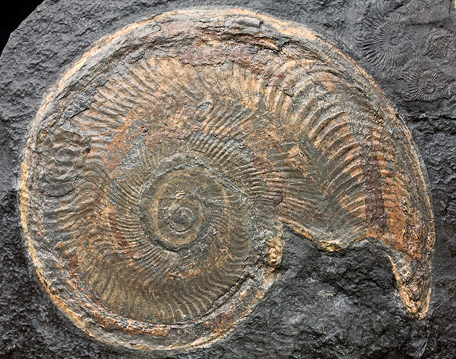 化石のブランド産地として名高いドイツホルツマーデン産の希少なハルポセラス（Harpoceras sp.）の完全体の化石。裏面にフックあり、壁掛け展示可。（その2）