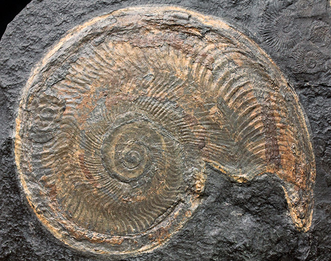 化石のブランド産地として名高いドイツホルツマーデン産の希少なハルポセラス(Harpoceras sp.)の完全体の化石。裏面にフックあり、壁掛け展示可。(その2)