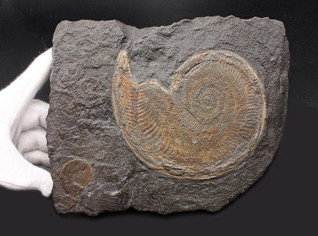 化石のブランド産地として名高いドイツホルツマーデン産の希少なハルポセラス（Harpoceras sp.）の完全体の化石。裏面にフックあり、壁掛け展示可。（その3）
