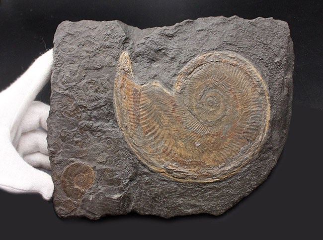 化石のブランド産地として名高いドイツホルツマーデン産の希少なハルポセラス(Harpoceras sp.)の完全体の化石。裏面にフックあり、壁掛け展示可。(その3)