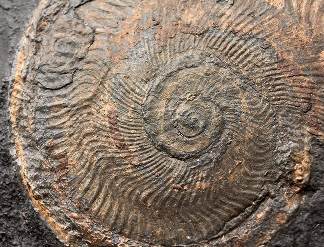 化石のブランド産地として名高いドイツホルツマーデン産の希少なハルポセラス（Harpoceras sp.）の完全体の化石。裏面にフックあり、壁掛け展示可。（その4）