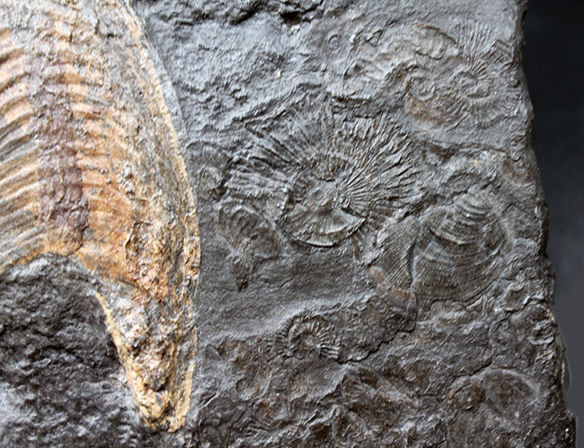 化石のブランド産地として名高いドイツホルツマーデン産の希少なハルポセラス（Harpoceras sp.）の完全体の化石。裏面にフックあり、壁掛け展示可。（その5）