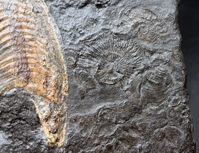 化石のブランド産地として名高いドイツホルツマーデン産の希少なハルポセラス(Harpoceras sp.)の完全体の化石。裏面にフックあり、壁掛け展示可。(その5)