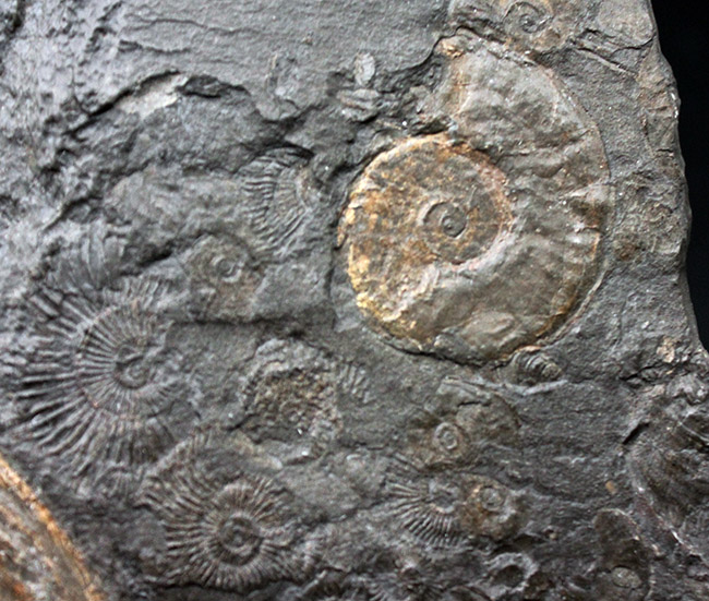 化石のブランド産地として名高いドイツホルツマーデン産の希少なハルポセラス（Harpoceras sp.）の完全体の化石。裏面にフックあり、壁掛け展示可。（その6）