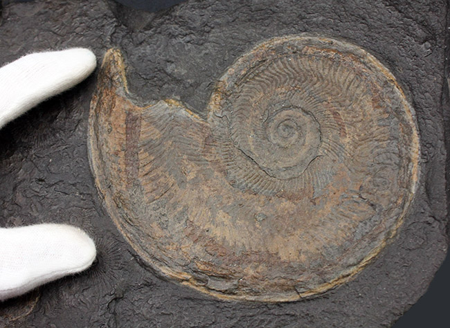 化石のブランド産地として名高いドイツホルツマーデン産の希少なハルポセラス（Harpoceras sp.）の完全体の化石。裏面にフックあり、壁掛け展示可。（その7）