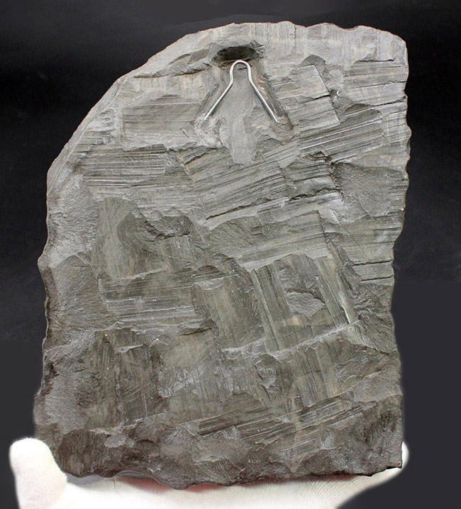 化石のブランド産地として名高いドイツホルツマーデン産の希少なハルポセラス（Harpoceras sp.）の完全体の化石。裏面にフックあり、壁掛け展示可。（その8）