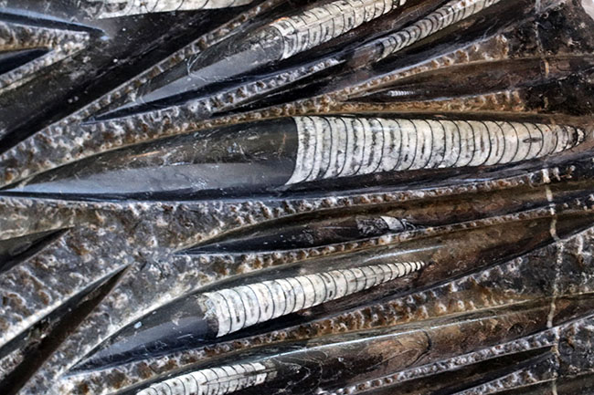 モロッコの直角石類/オルソセラス大型プレート