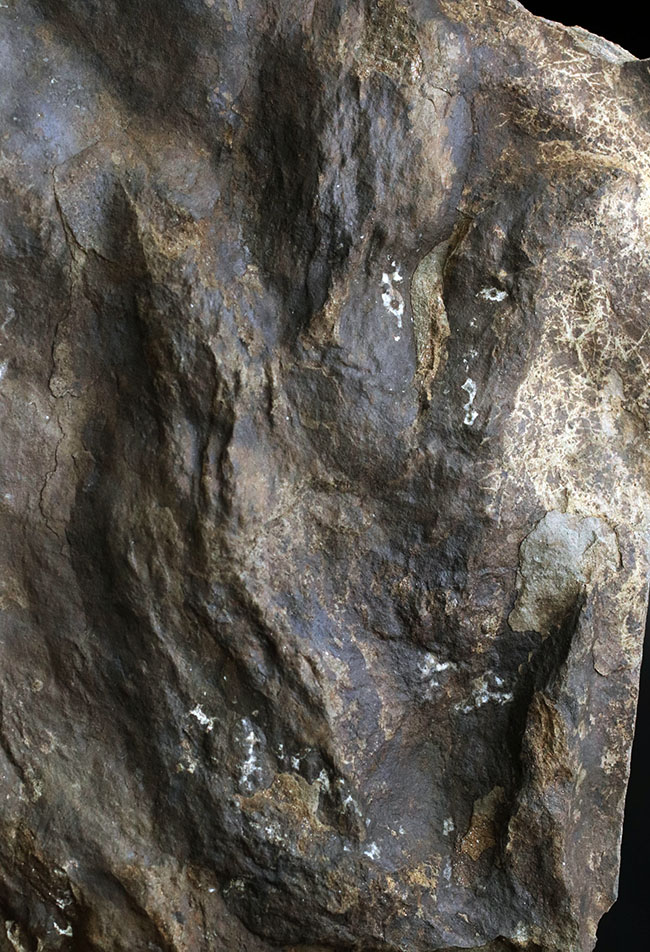 ２０センチ級、大きい！鋭い爪先がはっきりと残存した見事な獣脚類恐竜の足跡の化石、グラレーター（その1）