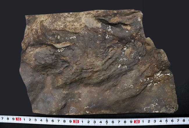 ２０センチ級、大きい！鋭い爪先がはっきりと残存した見事な獣脚類恐竜の足跡の化石、グラレーター（その10）