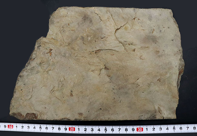 ２０センチ級、大きい！鋭い爪先がはっきりと残存した見事な獣脚類恐竜の足跡の化石、グラレーター（その11）