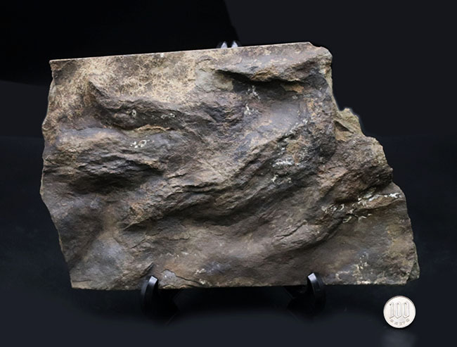 ２０センチ級、大きい！鋭い爪先がはっきりと残存した見事な獣脚類恐竜の足跡の化石、グラレーター（その12）