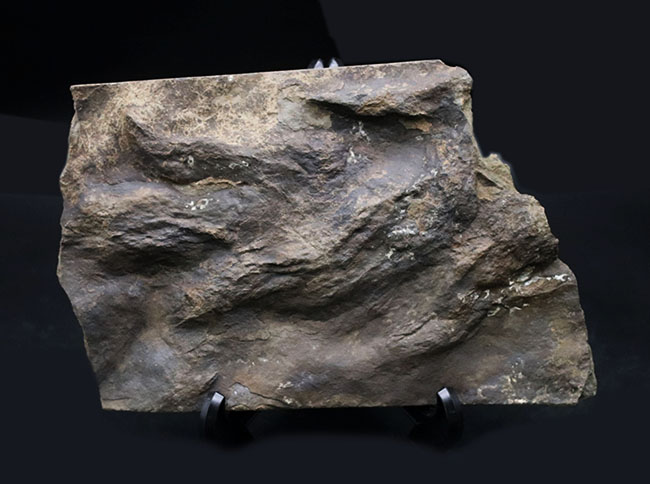 ２０センチ級、大きい！鋭い爪先がはっきりと残存した見事な獣脚類恐竜の足跡の化石、グラレーター（その2）