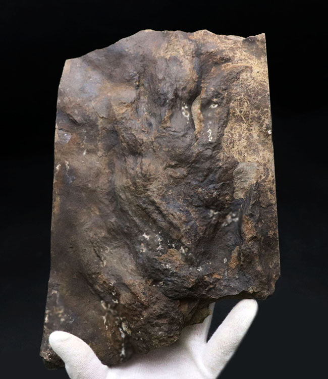 ２０センチ級、大きい！鋭い爪先がはっきりと残存した見事な獣脚類恐竜の足跡の化石、グラレーター（その3）