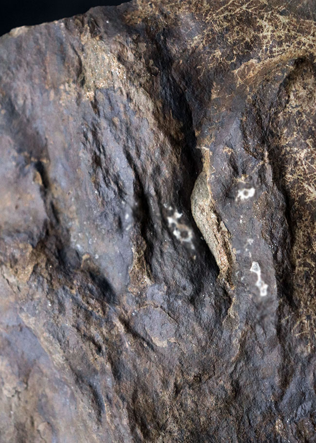 ２０センチ級、大きい！鋭い爪先がはっきりと残存した見事な獣脚類恐竜の足跡の化石、グラレーター（その4）