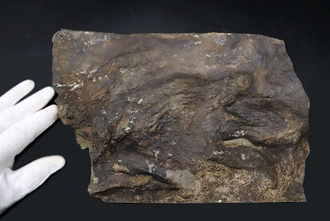 ２０センチ級、大きい！鋭い爪先がはっきりと残存した見事な獣脚類恐竜の足跡の化石、グラレーター（その5）
