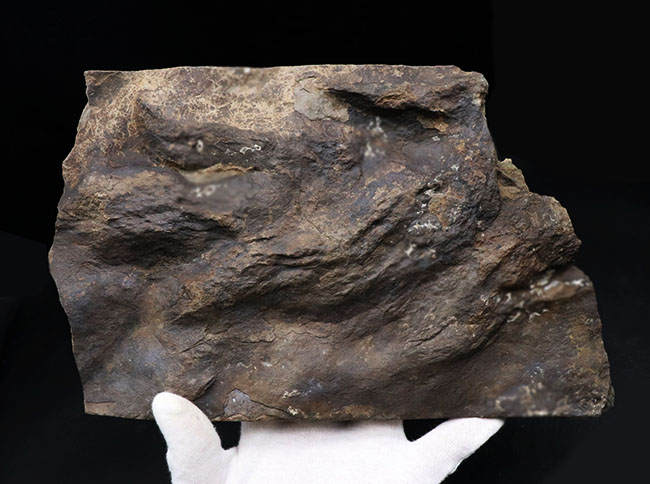 ２０センチ級、大きい！鋭い爪先がはっきりと残存した見事な獣脚類恐竜の足跡の化石、グラレーター（その7）