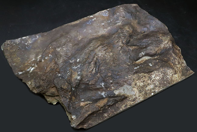 ２０センチ級、大きい！鋭い爪先がはっきりと残存した見事な獣脚類恐竜の足跡の化石、グラレーター（その8）